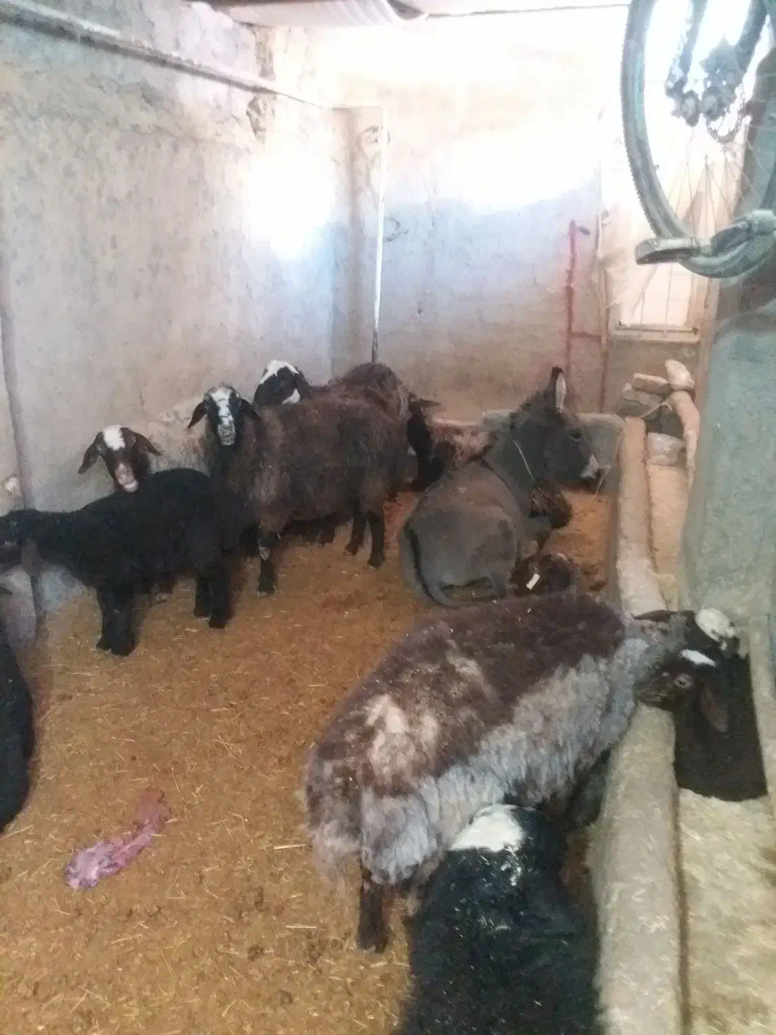 کره الاغ ماده|حیوانات مزرعه|کمیجان, |دیوار