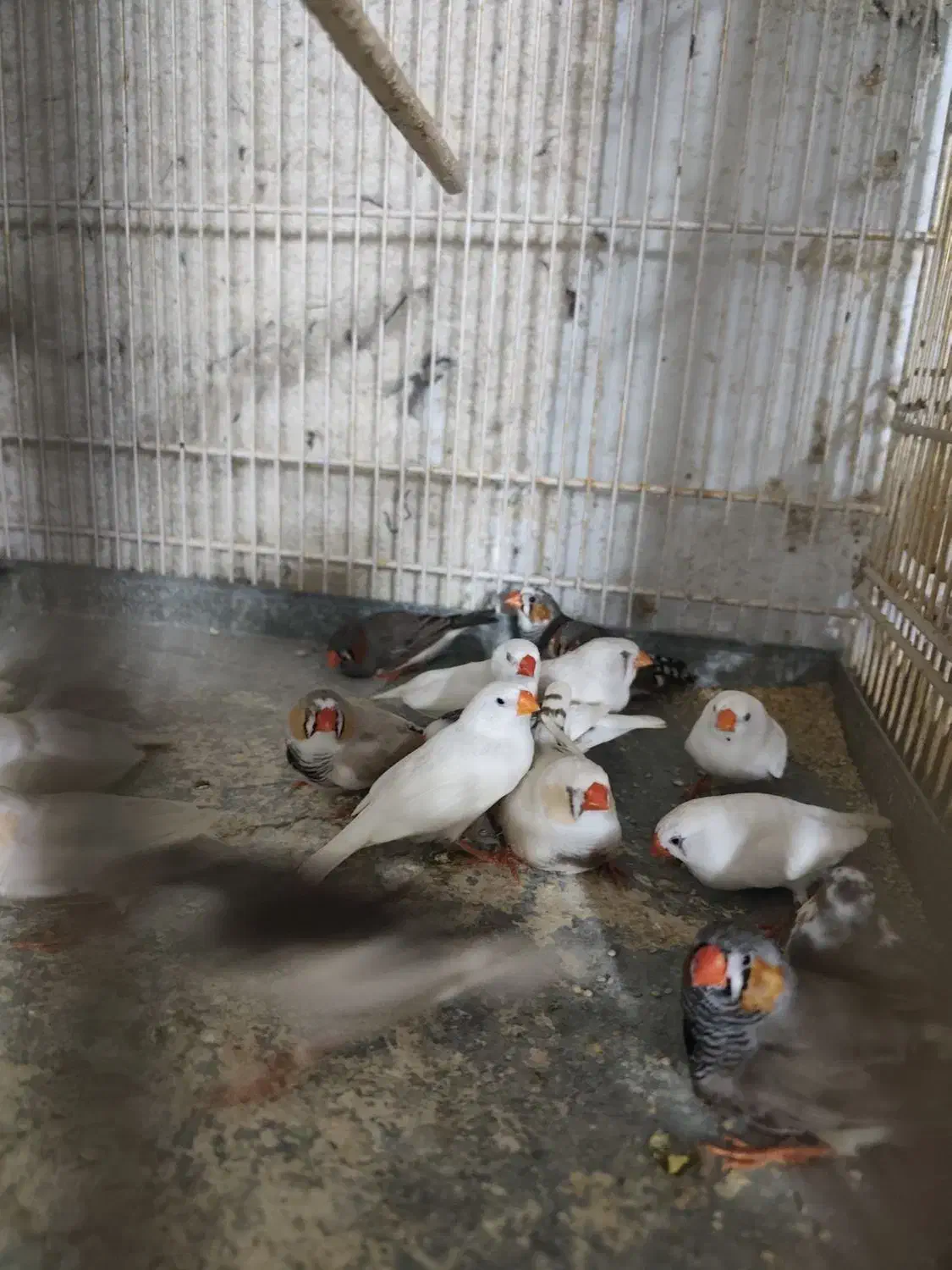 فنچ زبرا|پرنده|بندرعباس, |دیوار