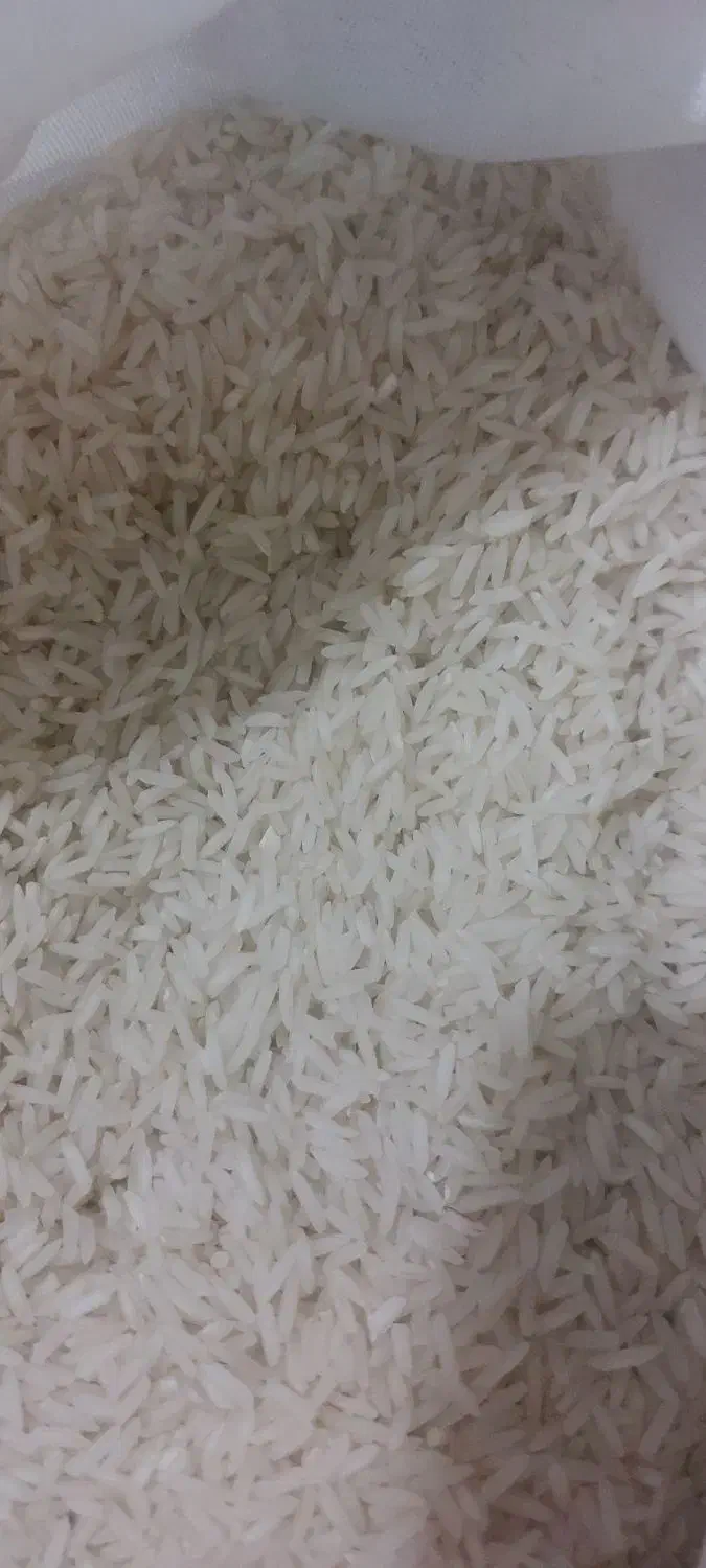 برنج برداشت دوم شمال طارم|خوردنی و آشامیدنی|کهریزک, |دیوار