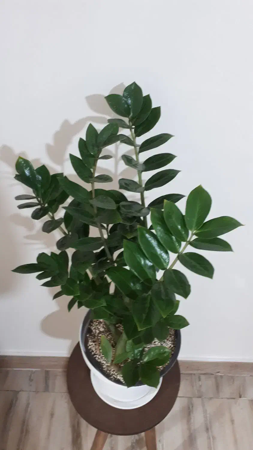 گل و گیاه طبیعی اپارتمانی|گل و گیاه طبیعی|تهران, کیانشهر|دیوار