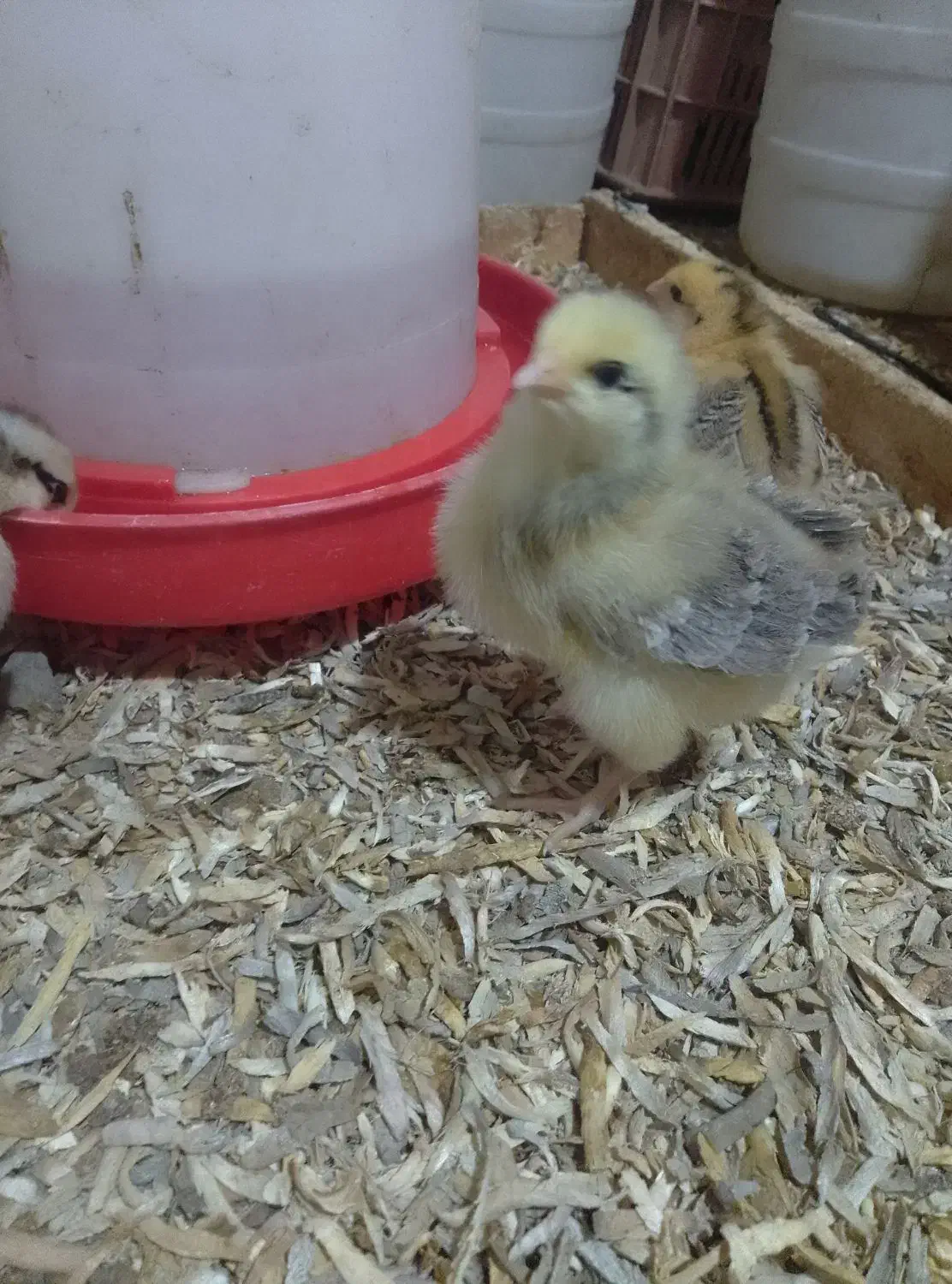 جوجه محلی جوجه بیست روزه|حیوانات مزرعه|کلاچای, |دیوار