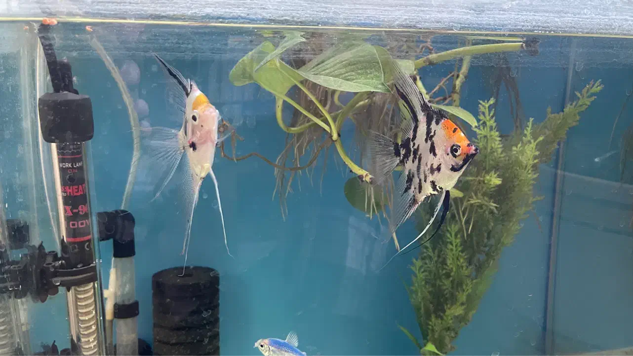 ماهی انجل کوی سایز بزرگ|ماهی|اصفهان, سعادت‌آباد|دیوار