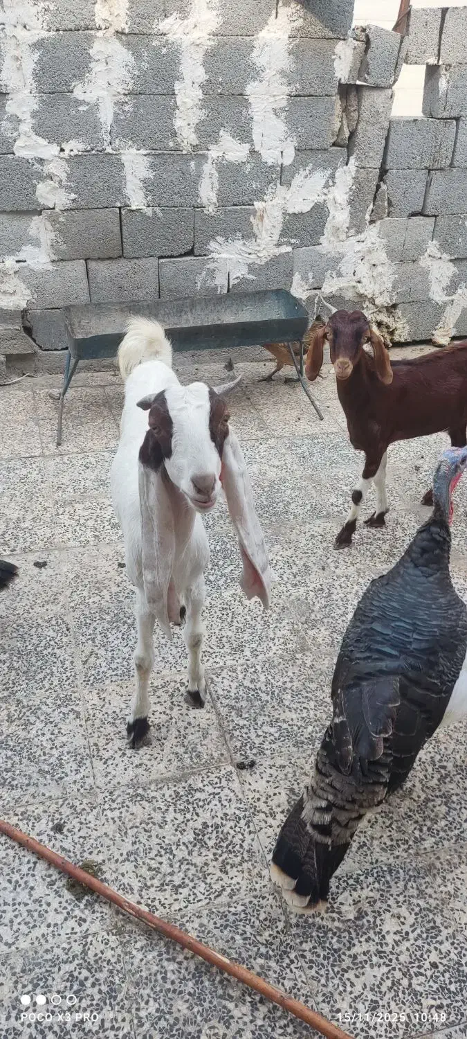 بز پاکستانی|حیوانات مزرعه|بندر دیر, |دیوار