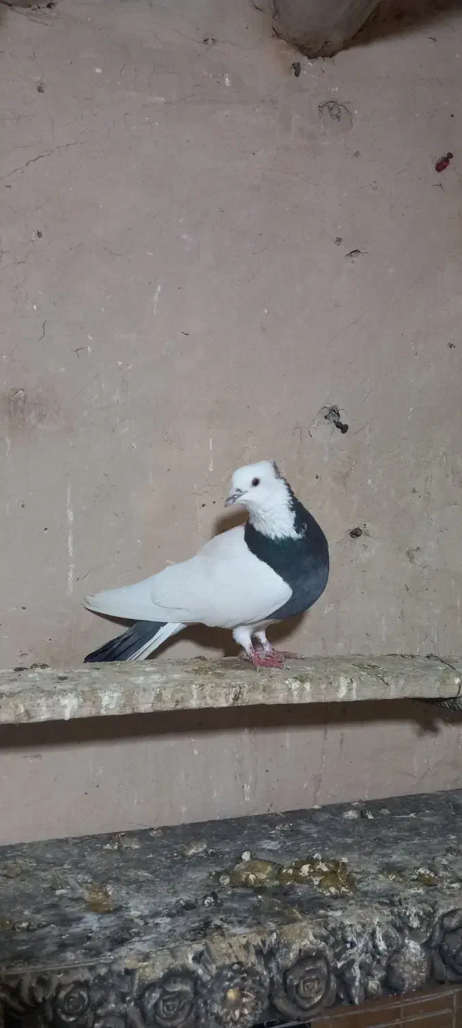 کبوتر گرفته|حیوانات|کرمانشاه, |دیوار