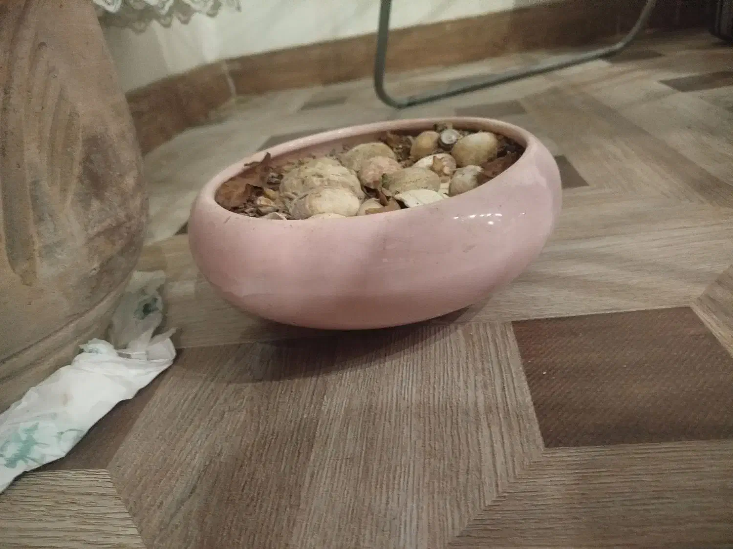 گلدان|گل و گیاه طبیعی|کرج, گلشهر|دیوار