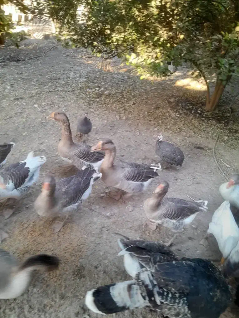 قاز|حیوانات مزرعه|ریگ, |دیوار