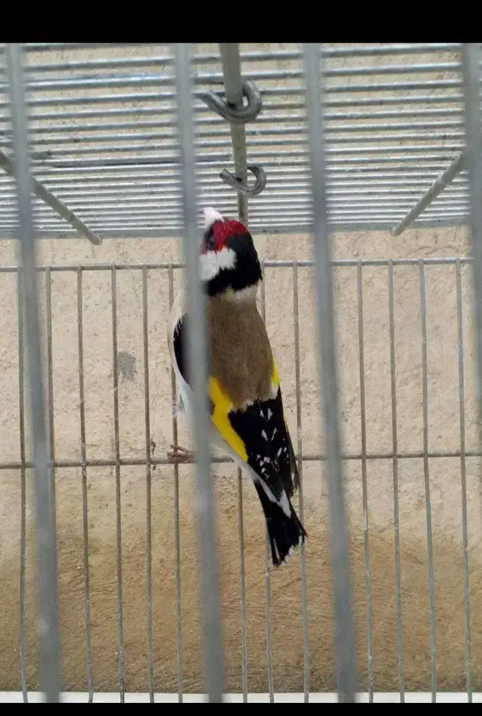 سهره|پرنده|امیدیه, |دیوار