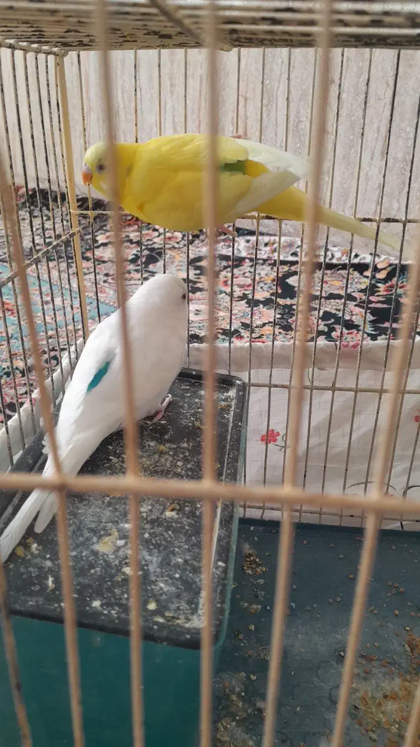 مرغ عشق|پرنده|بهار, |دیوار