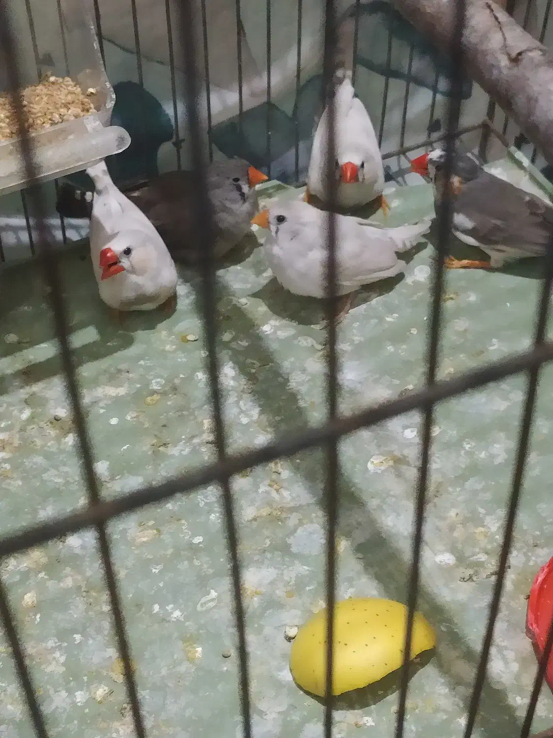 فنچ ‌|پرنده|گرگان, |دیوار