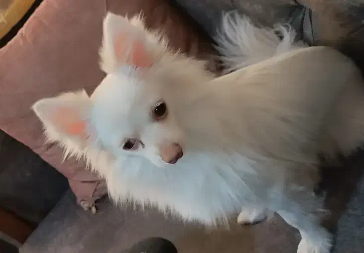 سگ گمشده|حیوانات|مشکین‌دشت, |دیوار