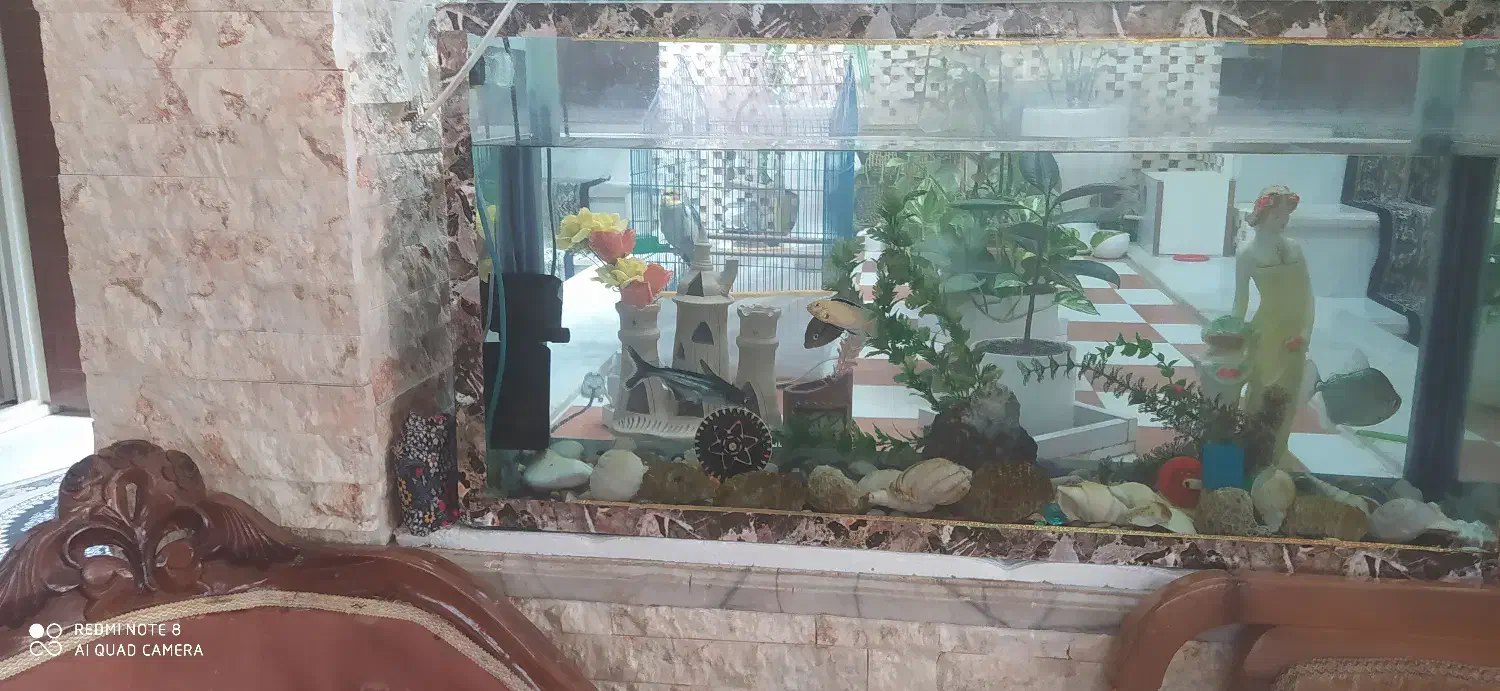 آکواریوم با وسایل|ماهی|رفسنجان, |دیوار