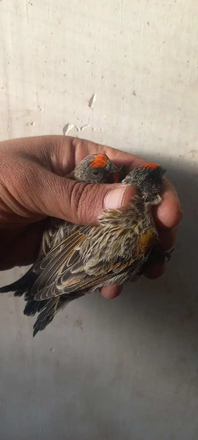 سهره گلبسر قواردار قیمت مناسب|پرنده|قم, باجک دو|دیوار