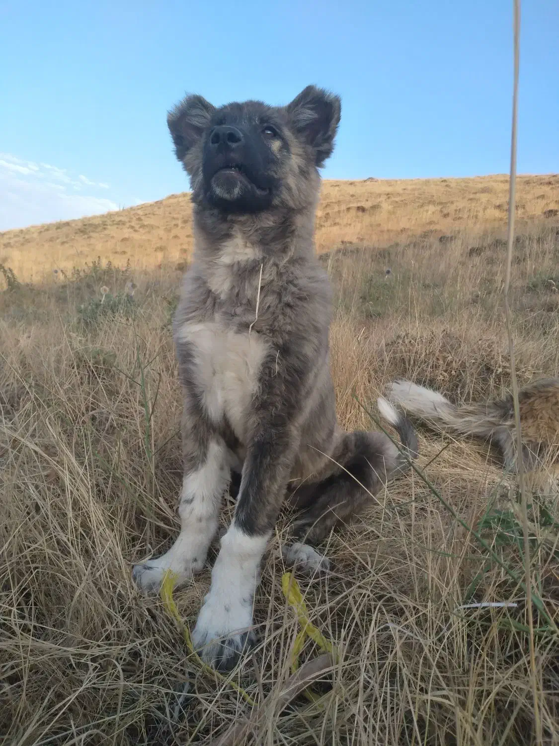 توله ۵ ماهه کمیاب از نژاد تخماق|سگ|مشگین شهر, |دیوار