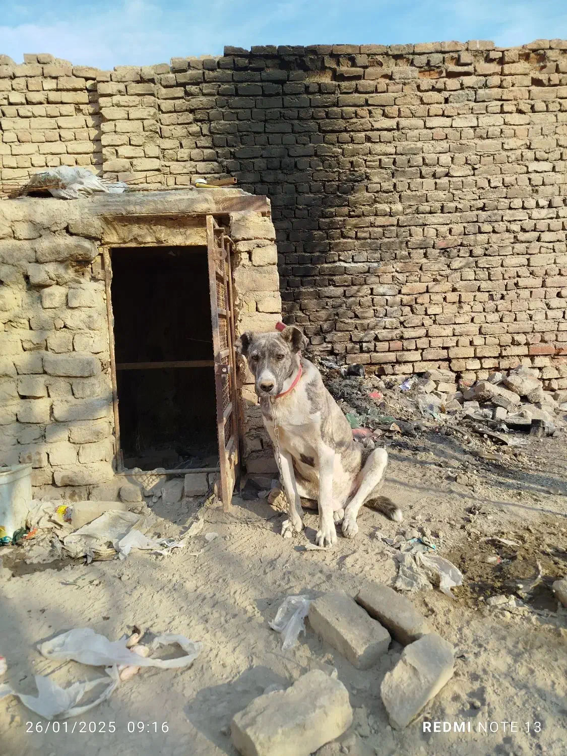 واگذاری سگ|سگ|قم, تعویض پلاک|دیوار