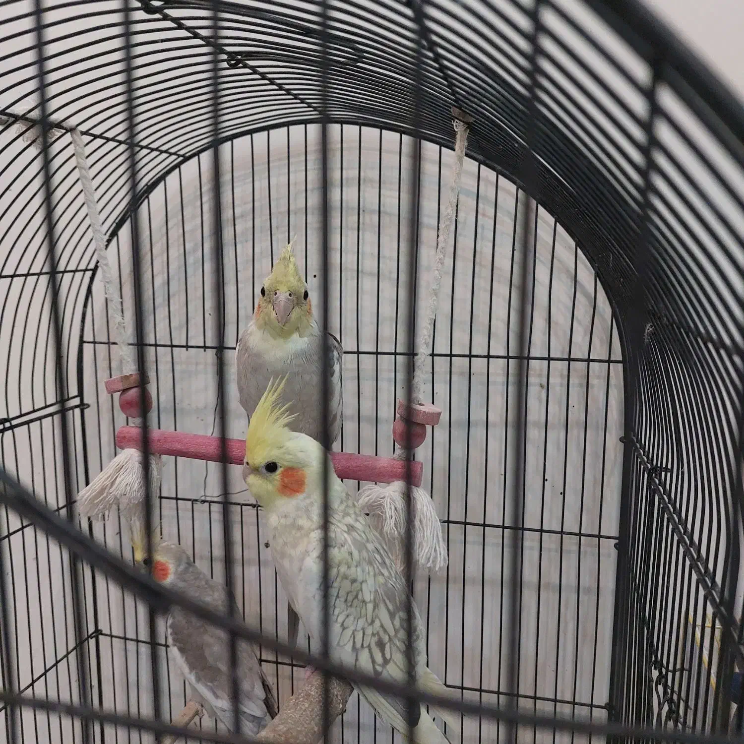 ۳ تا عروس هلندی آروم و زیبا|پرنده|کرج, شهرک بهارستان|دیوار