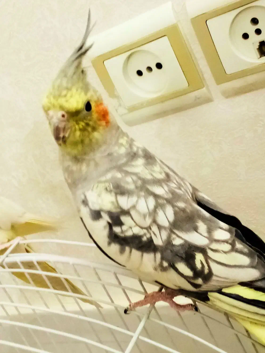 عروس هلندی سخنگو|پرنده|قم, شهرک توانیر|دیوار