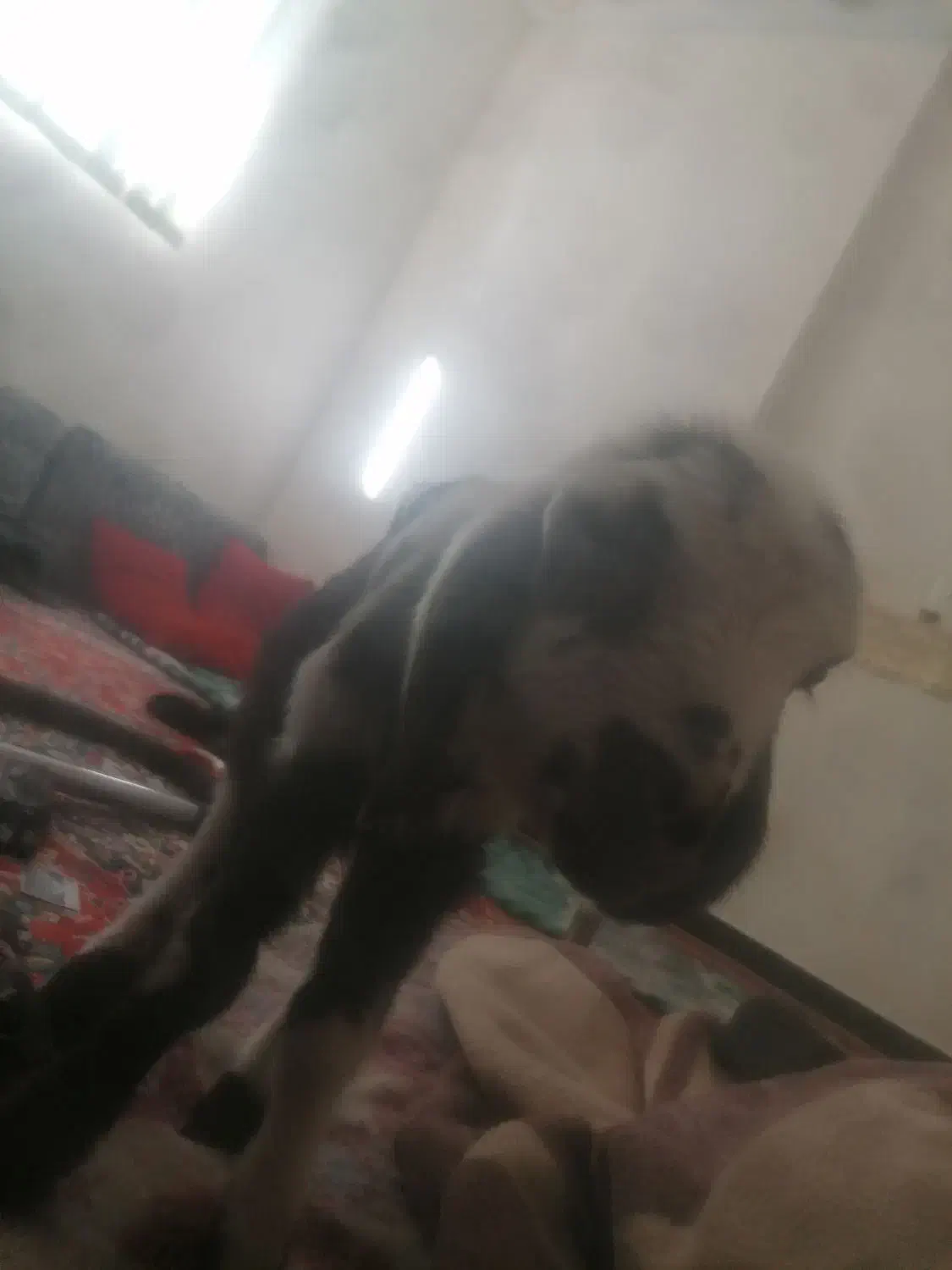 بره شیری درشت|حیوانات مزرعه|فریدونشهر, |دیوار