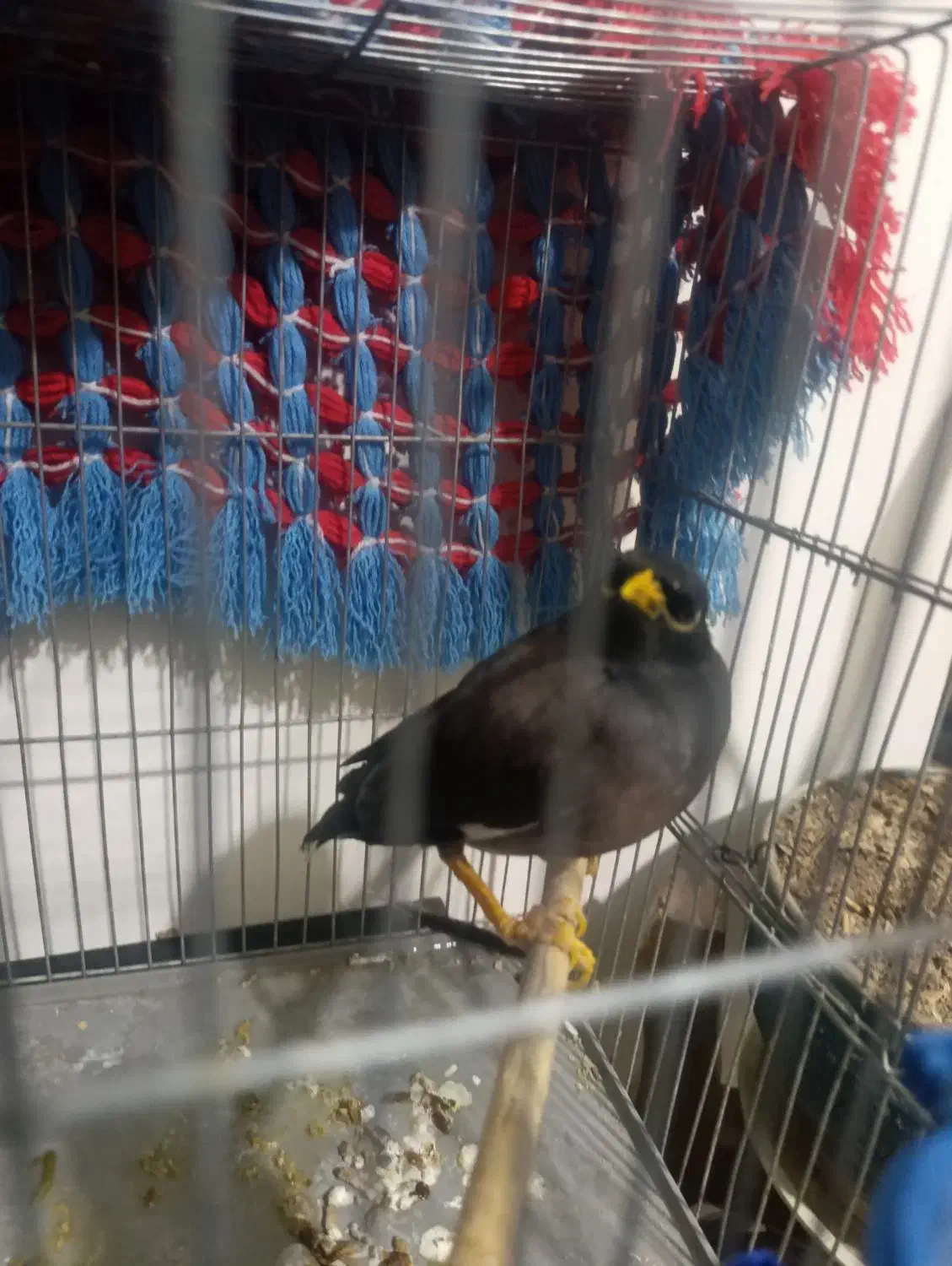 مرغ مینا|پرنده|اصفهان, بهارستان|دیوار