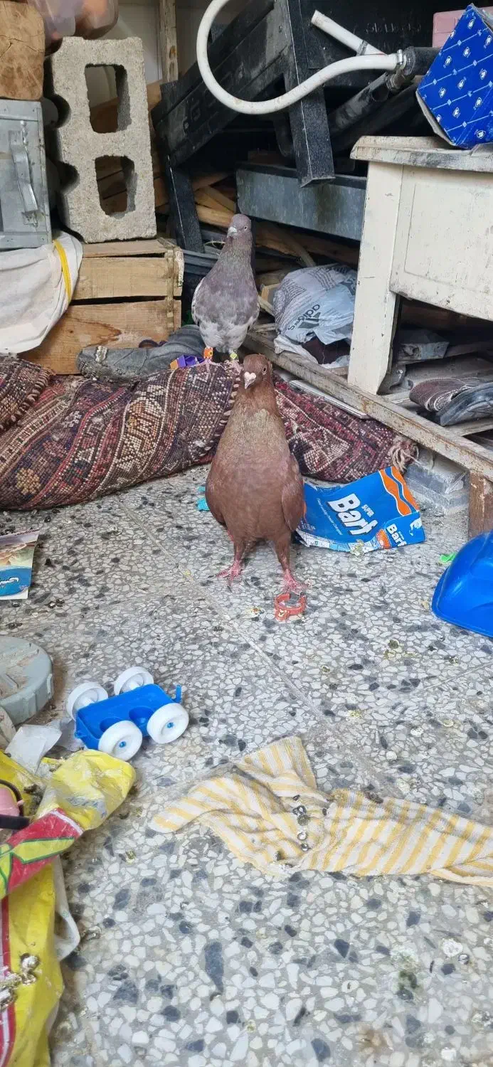 فروش یک عدد سرخ پرشی|پرنده|شیراز, زرهی|دیوار