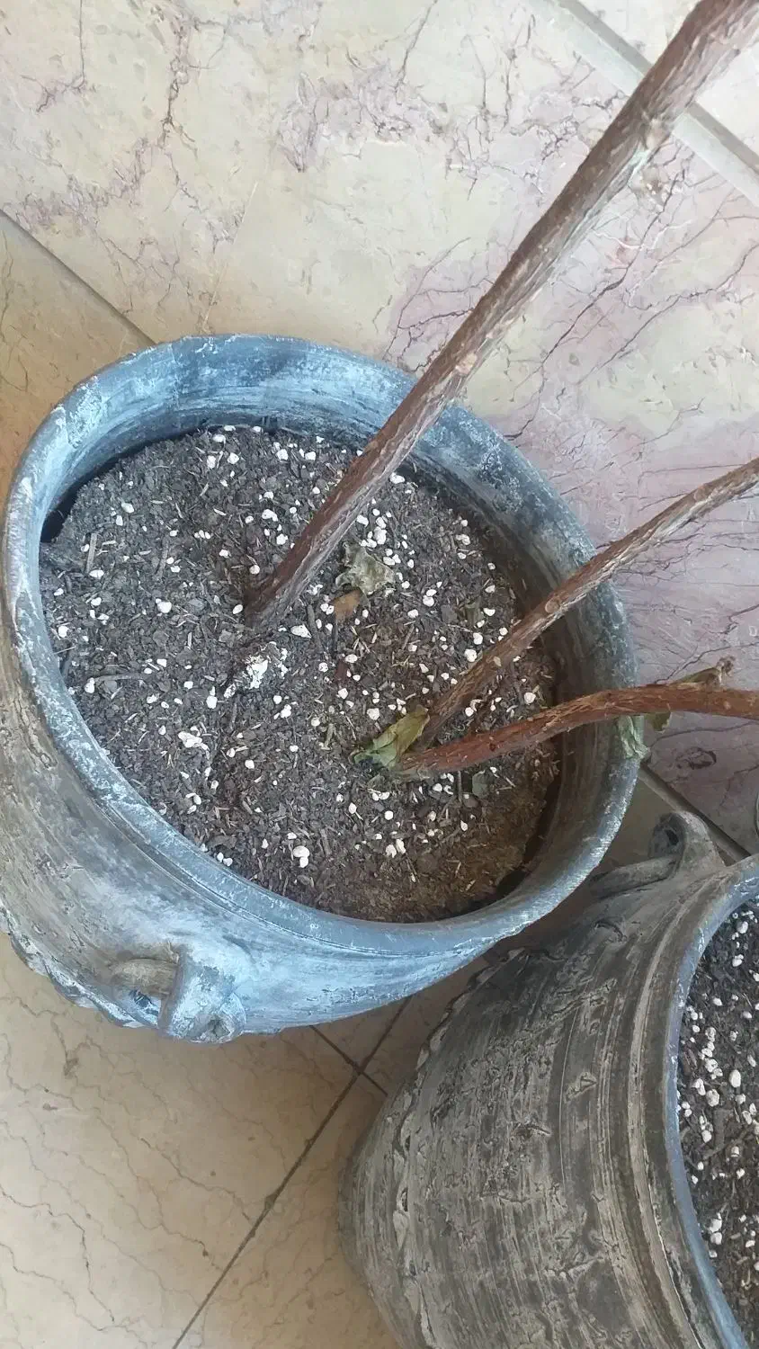 گلدان کوزه ای دهنه ۶۰   سانت دو عدد|گل و گیاه طبیعی|تهران, صادقیه|دیوار