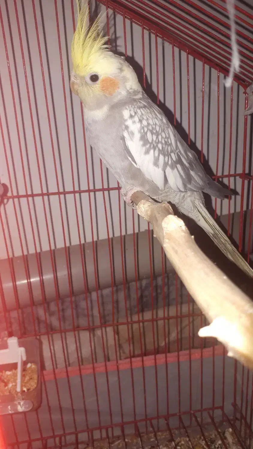 عروس هلند معاوضه با نر لوتینو|پرنده|دره شهر, |دیوار