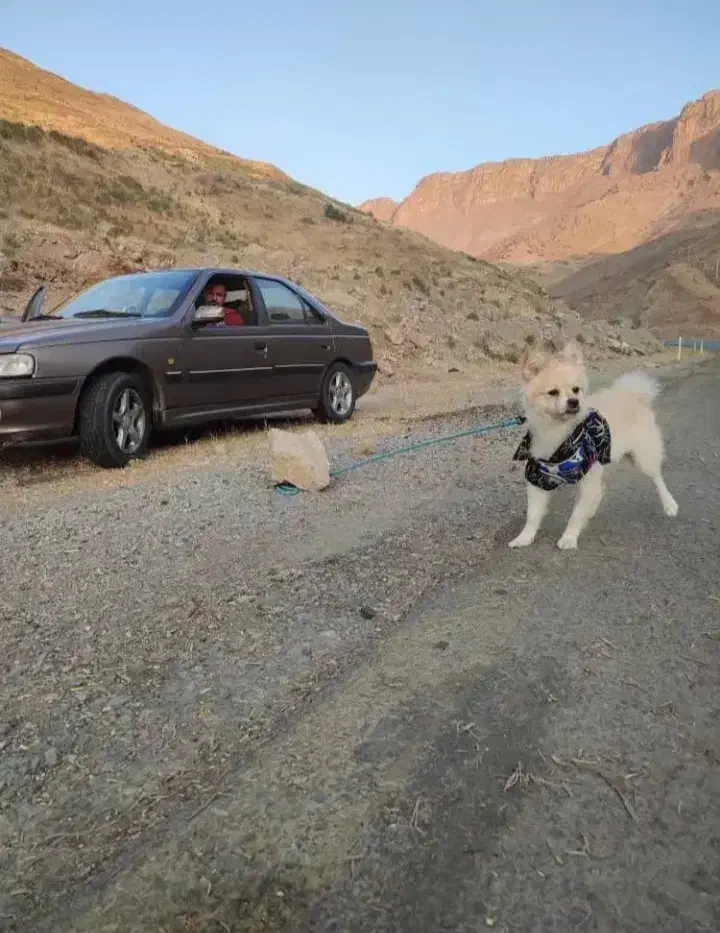 سگ پامر شیتزو|سگ|اهواز, کوی باهنر|دیوار