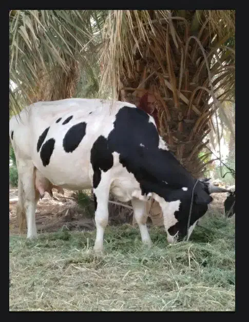 فروش فوری گاو آبستن|حیوانات مزرعه|بمپور, |دیوار