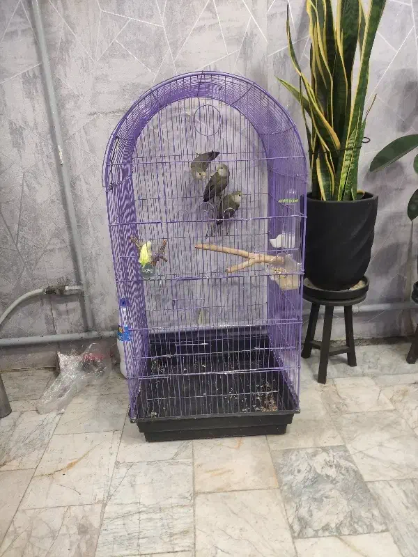 طوطی برزیلی|پرنده|پاکدشت, پاکدشت (مامازند)|دیوار