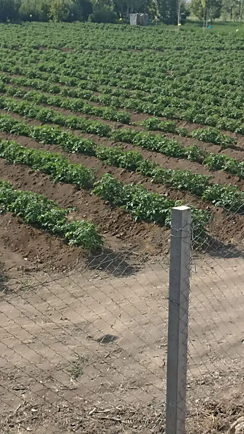 زمین زراعی|فروش دفتر صنعتی، کشاورزی، تجاری|انزل, |دیوار