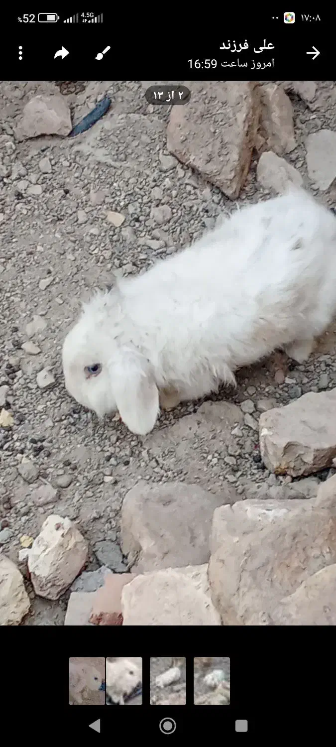 خرگوش لوپ|موش و خرگوش|زابل, |دیوار