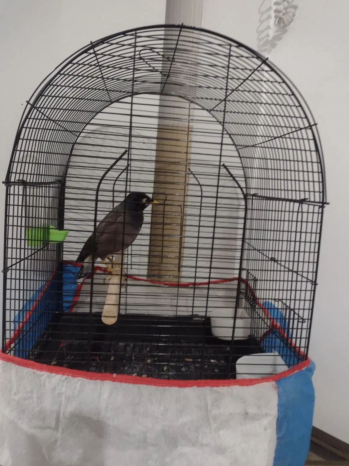 یک عدد مرغ مینا نر 4 ماه دستی|پرنده|بومهن, |دیوار