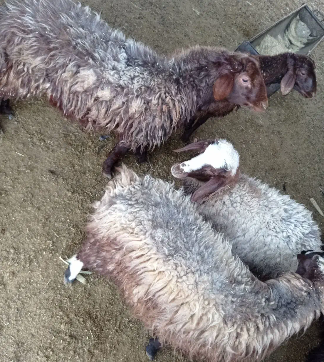 بره و بز و کولار بره کیلویی ۳۸۰|حیوانات مزرعه|کاشان, آیت الله سعیدی|دیوار