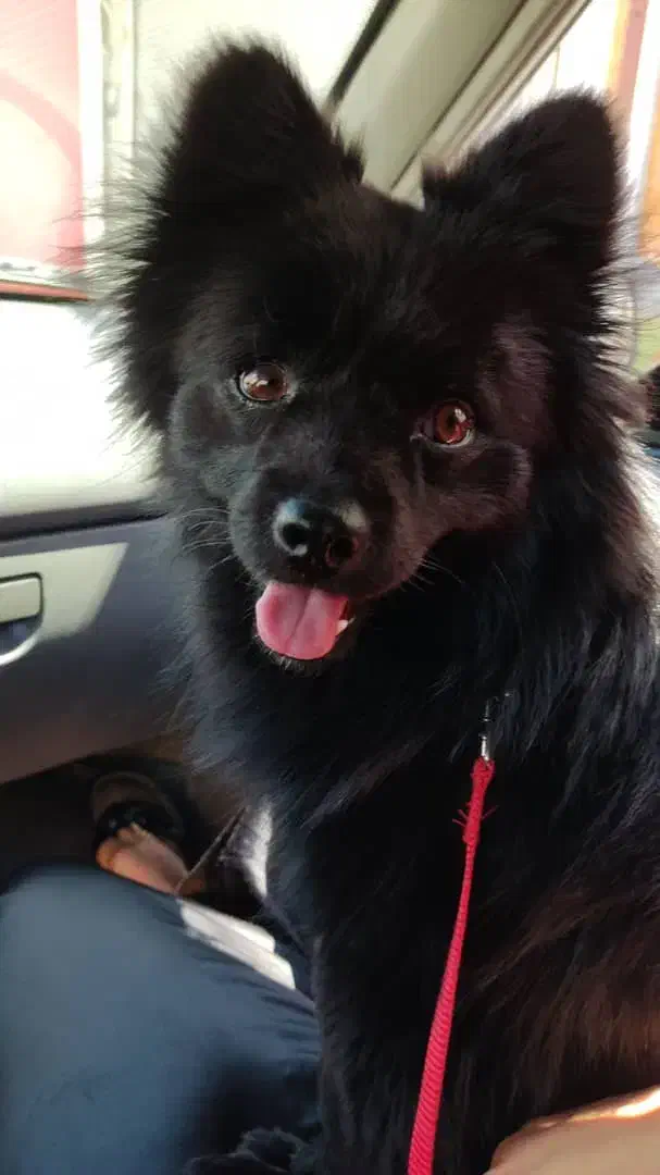 واگذاری|سگ|اهواز, کوی شاهد|دیوار