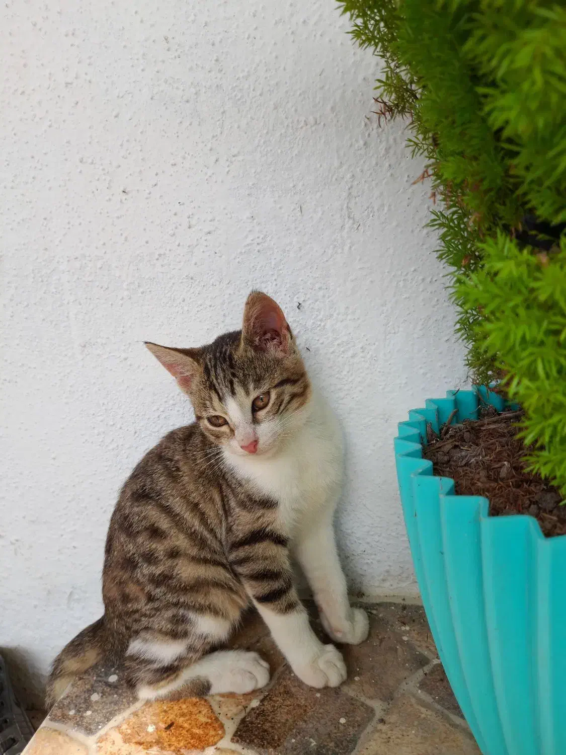 واگذاری گربه|گربه|بندر انزلی, لیچارگی حسن رود|دیوار