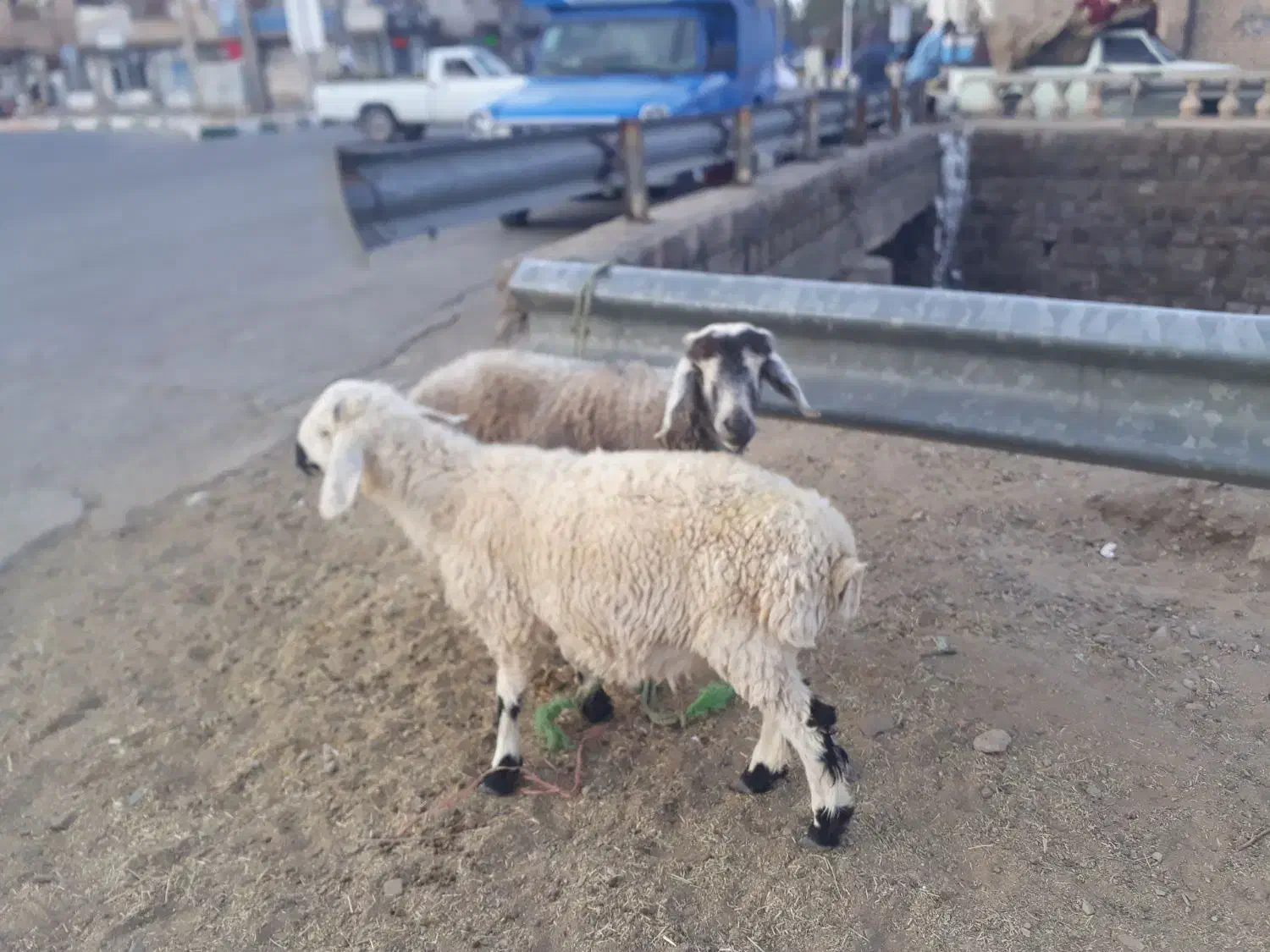 بره نر محلی ودو رگ|حیوانات مزرعه|جلگه ماژان, |دیوار