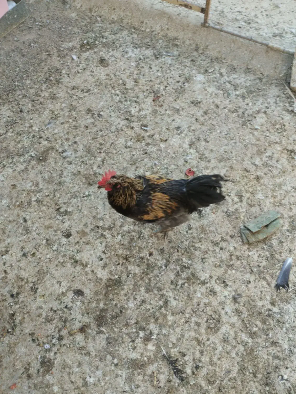 حراج|حراج|اردکان, |دیوار