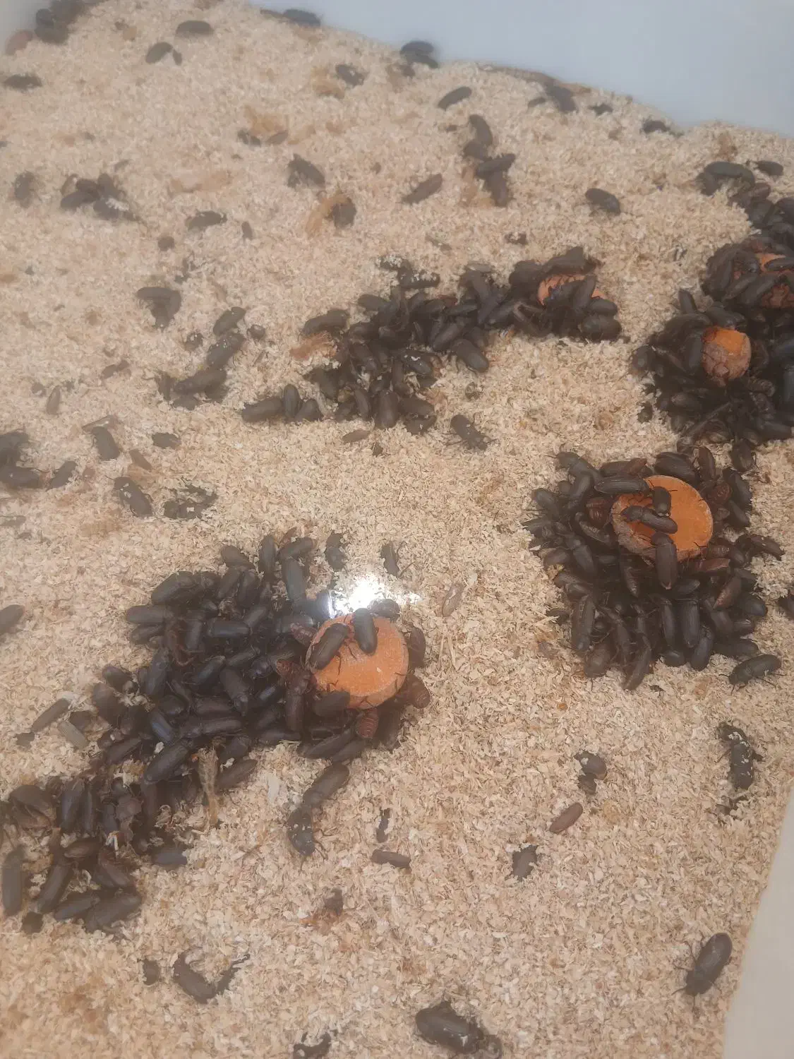 کرم میلورم|خزنده|کرج, اصفهانیها|دیوار