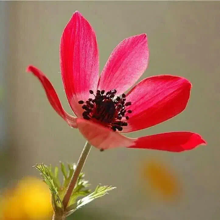 اجرای مراسم مداحی و مولودی وخواندن در مراسم عروسی|خدمات پذیرایی، مراسم|قم, بلوار امین و ساحلی|دیوار