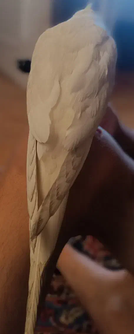 کمکم کنین عروس هلندیم گم شده|پرنده|فردوسیه, |دیوار