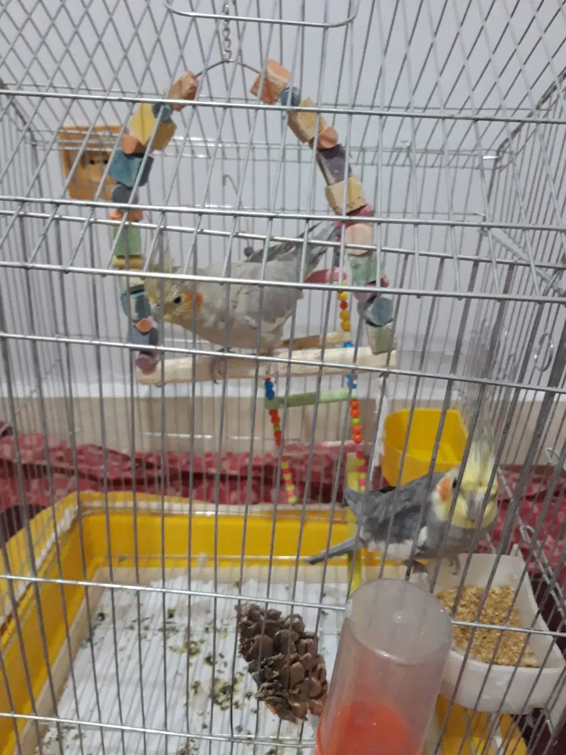 عروس هلندی|پرنده|کرانی, |دیوار