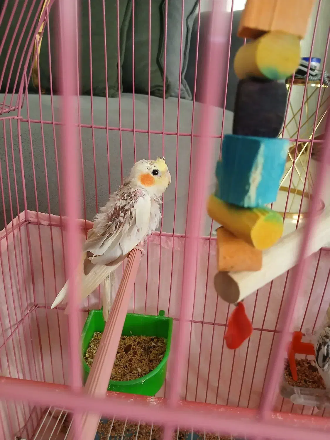 عروس هلندی جوجه|پرنده|رشت, کوی مهر|دیوار