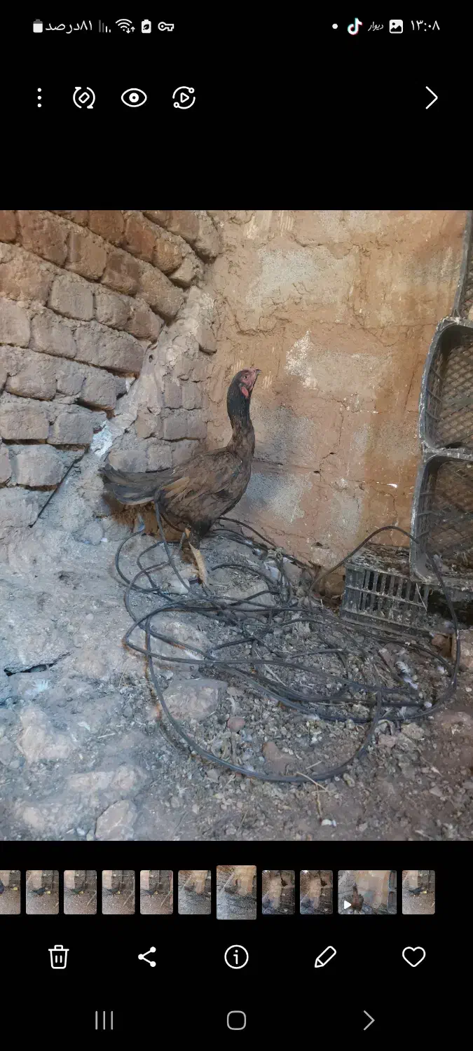 مرغ لاری درشهر|حیوانات مزرعه|دره شهر, |دیوار