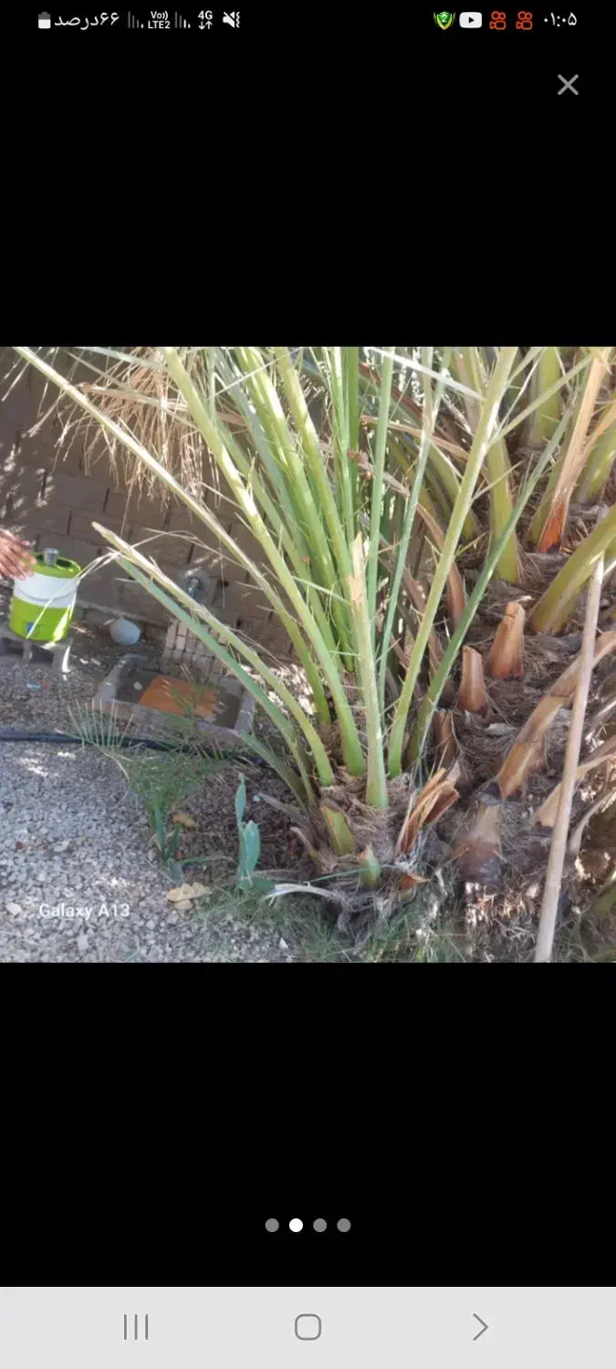 شادگان|گل و گیاه طبیعی|شادگان, |دیوار