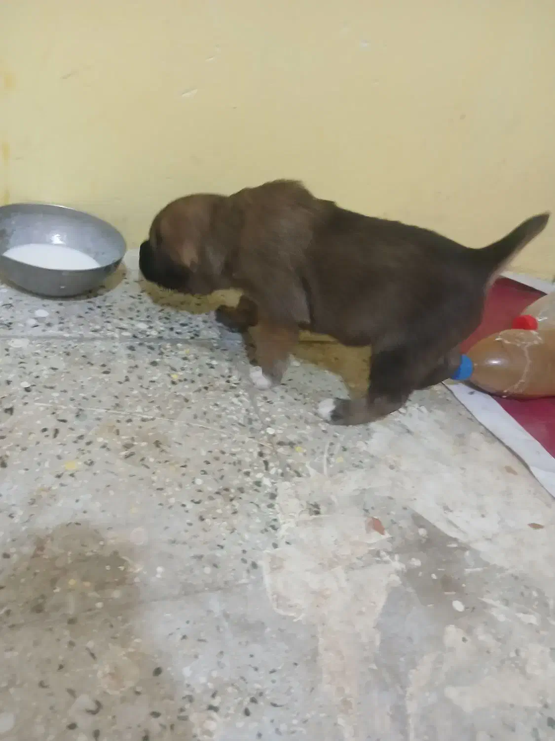 سرابی|سگ|اسفراین, |دیوار