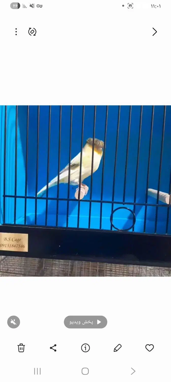 قناری گلاستر نر|پرنده|سلمان‌شهر, |دیوار