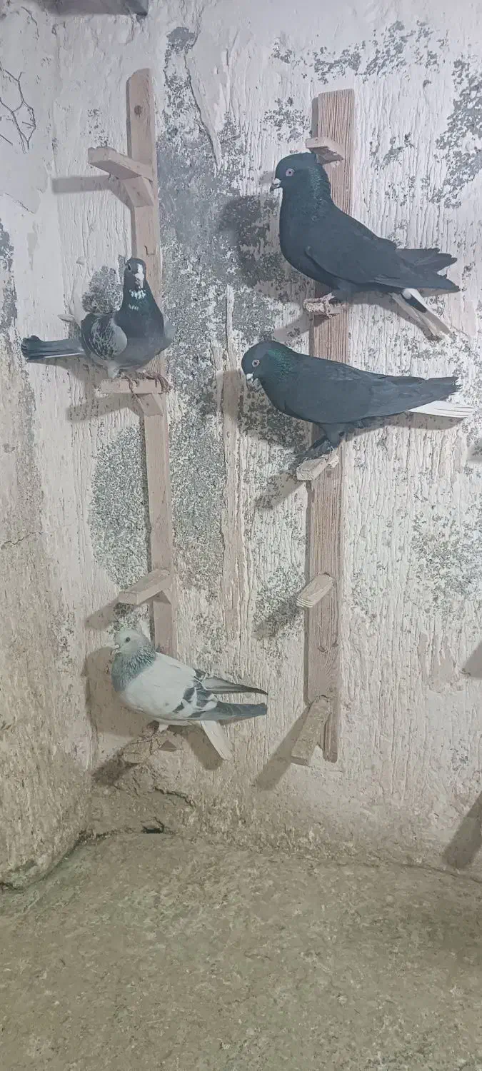 سلام پنج تا نر سوراخ|پرنده|کرمان, |دیوار