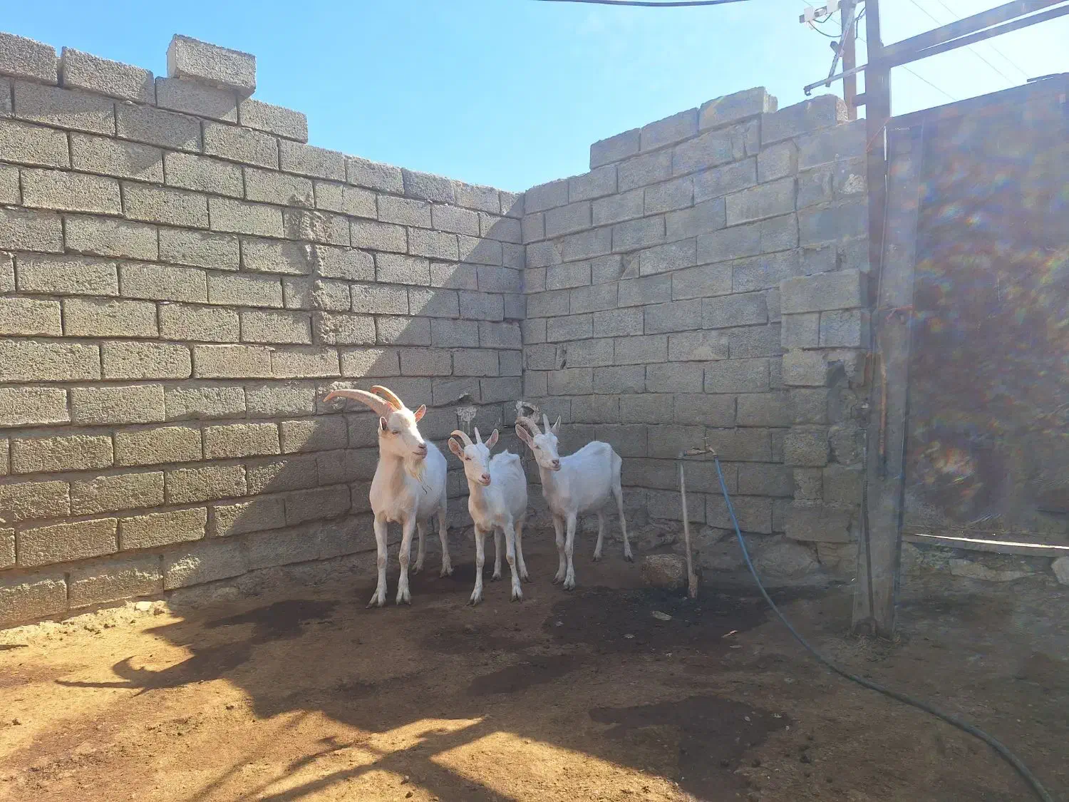 ۳راس بزغاله سانن|حیوانات مزرعه|صحنه, |دیوار