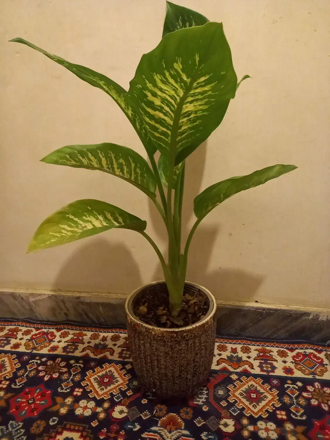 کراسولاخرفه ای|گل و گیاه طبیعی|بروجرد, |دیوار