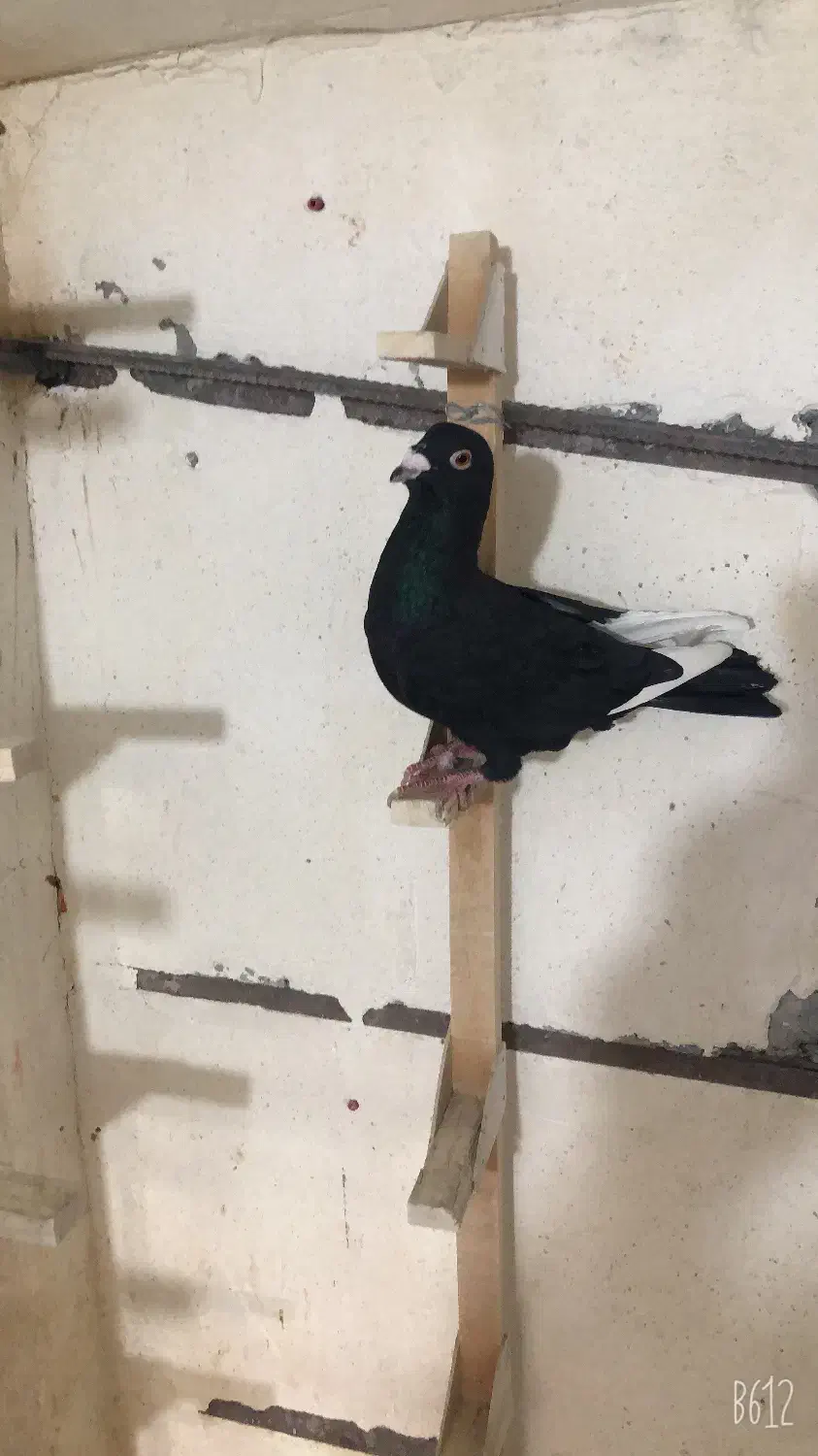 کبوتر|پرنده|لار, |دیوار