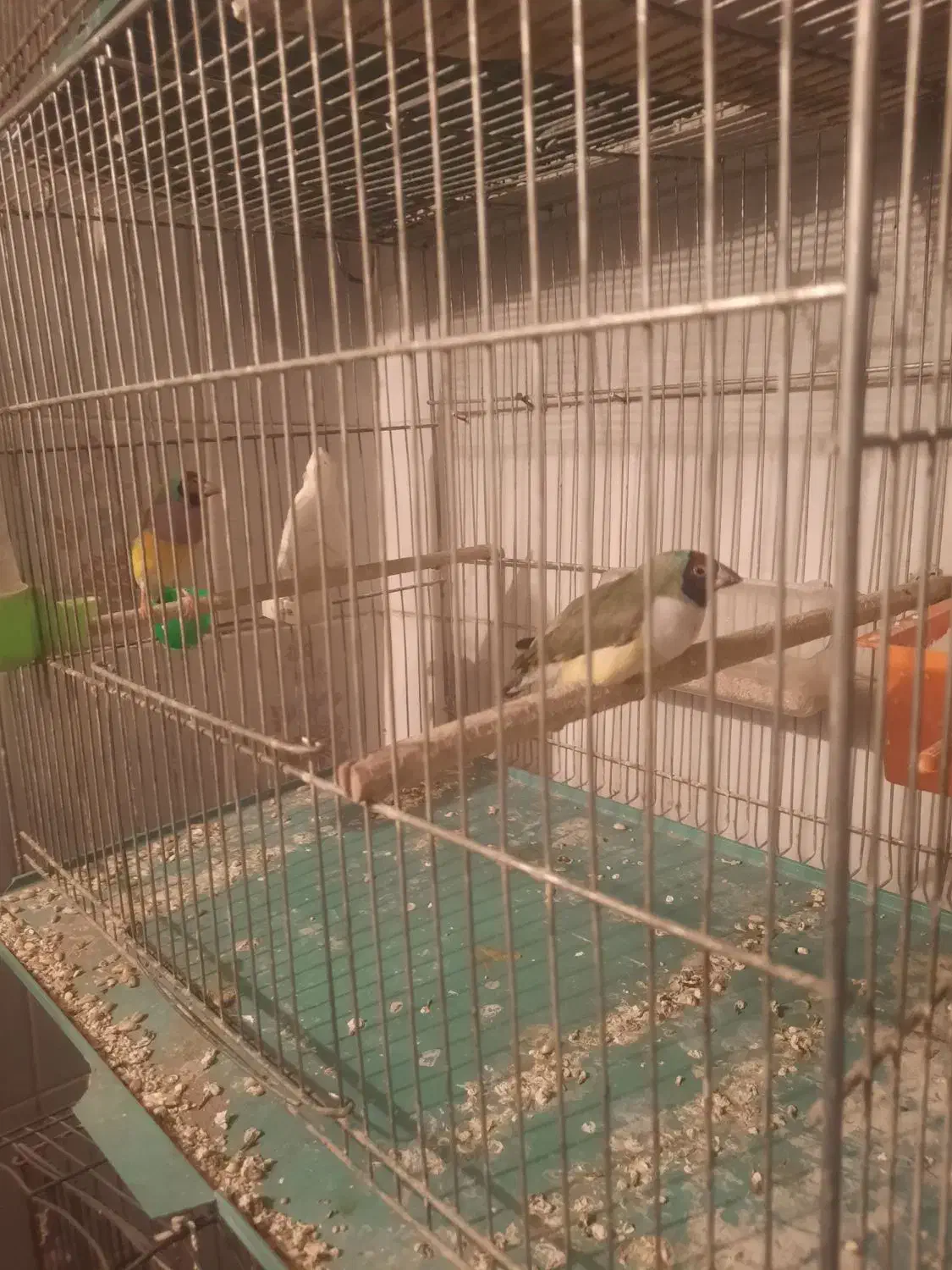 فنچ گلدین|پرنده|قم, شهرک توانیر|دیوار